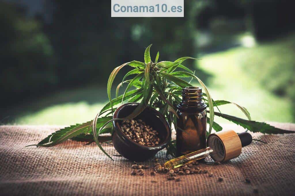 concentración de aceite de CBD