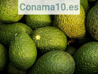 Propiedades del aguacate